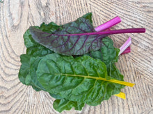 Organic Greens - Baby Chard - Hand Picked Small leaves