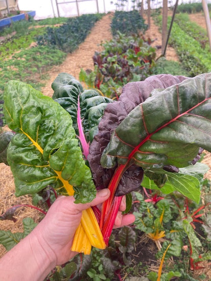 Rainbow Chard