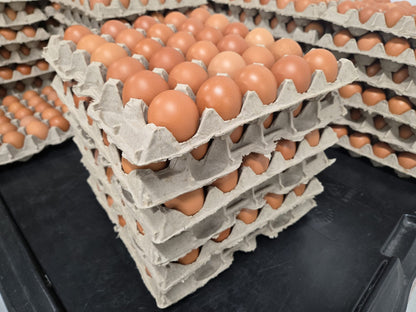 Large Pasture Raised Eggs