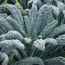Toscano Kale