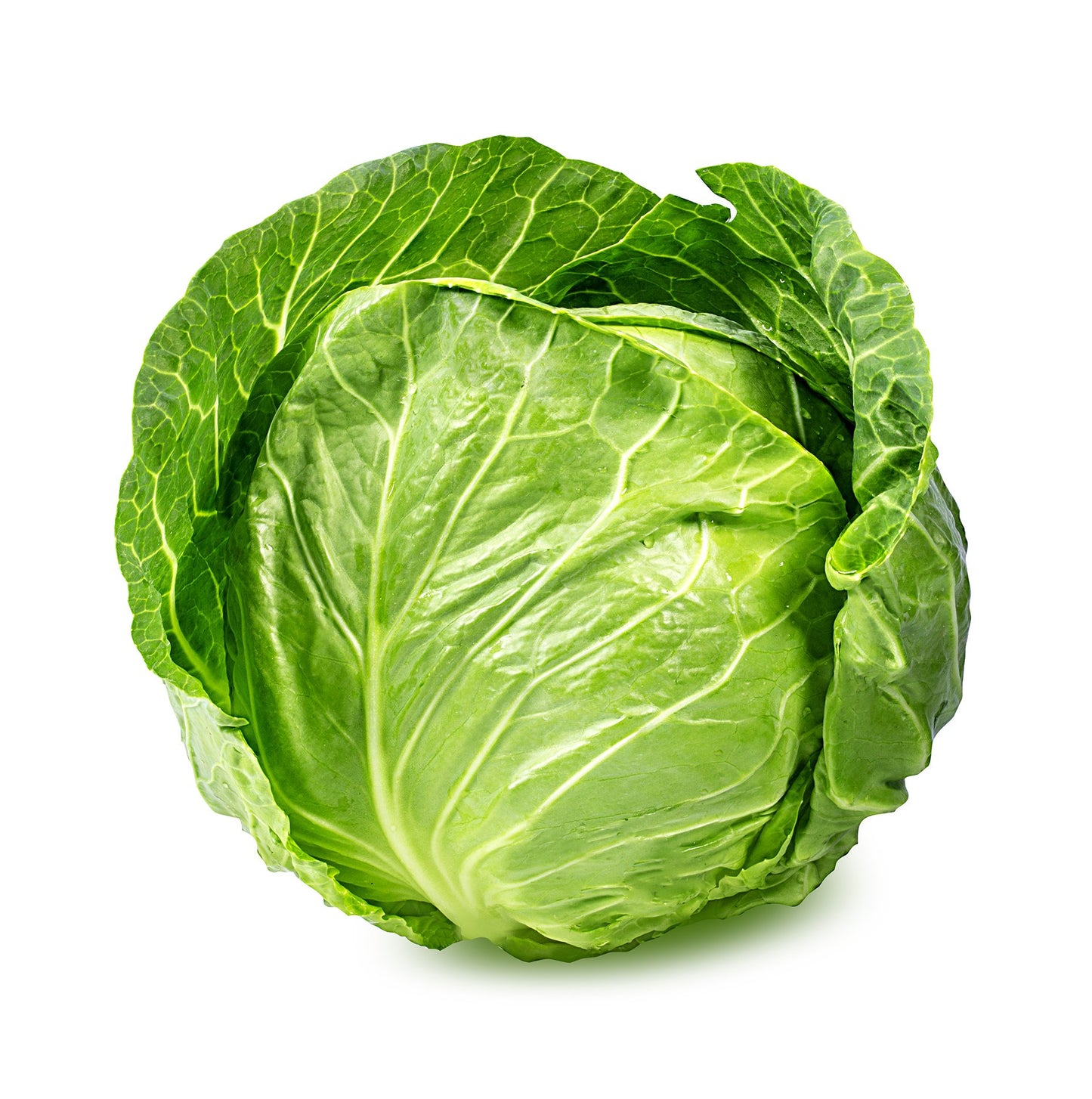 Organic Cabbage - White