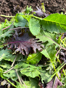 Organic Greens - Baby Kale Mix