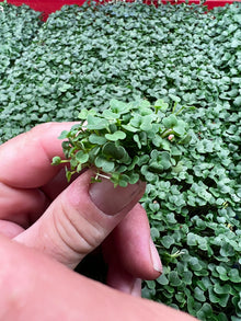 Arugula Microgreens