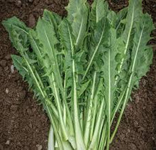 Dandelion Italian Chicory