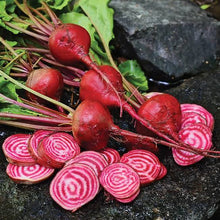 Organic Beets - Chioggia (Candy Cane)