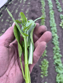 Choi Sum