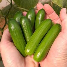 Organic Cucumbers - Mini Snack