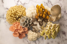 Mixed Mushrooms (Large 300g)