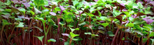 Confetti Mix Microgreens