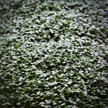 Broccoli Microgreens