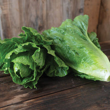 Organic Lettuce - Romaine - Mid Sized