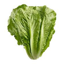 Organic Lettuce Romaine - Jumbo