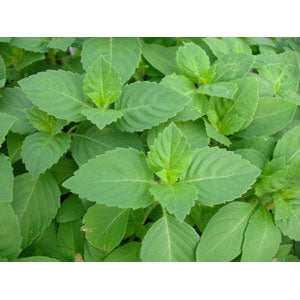 Basil Sacred Tulsi Seeds