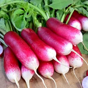 French Breakfast Radish
