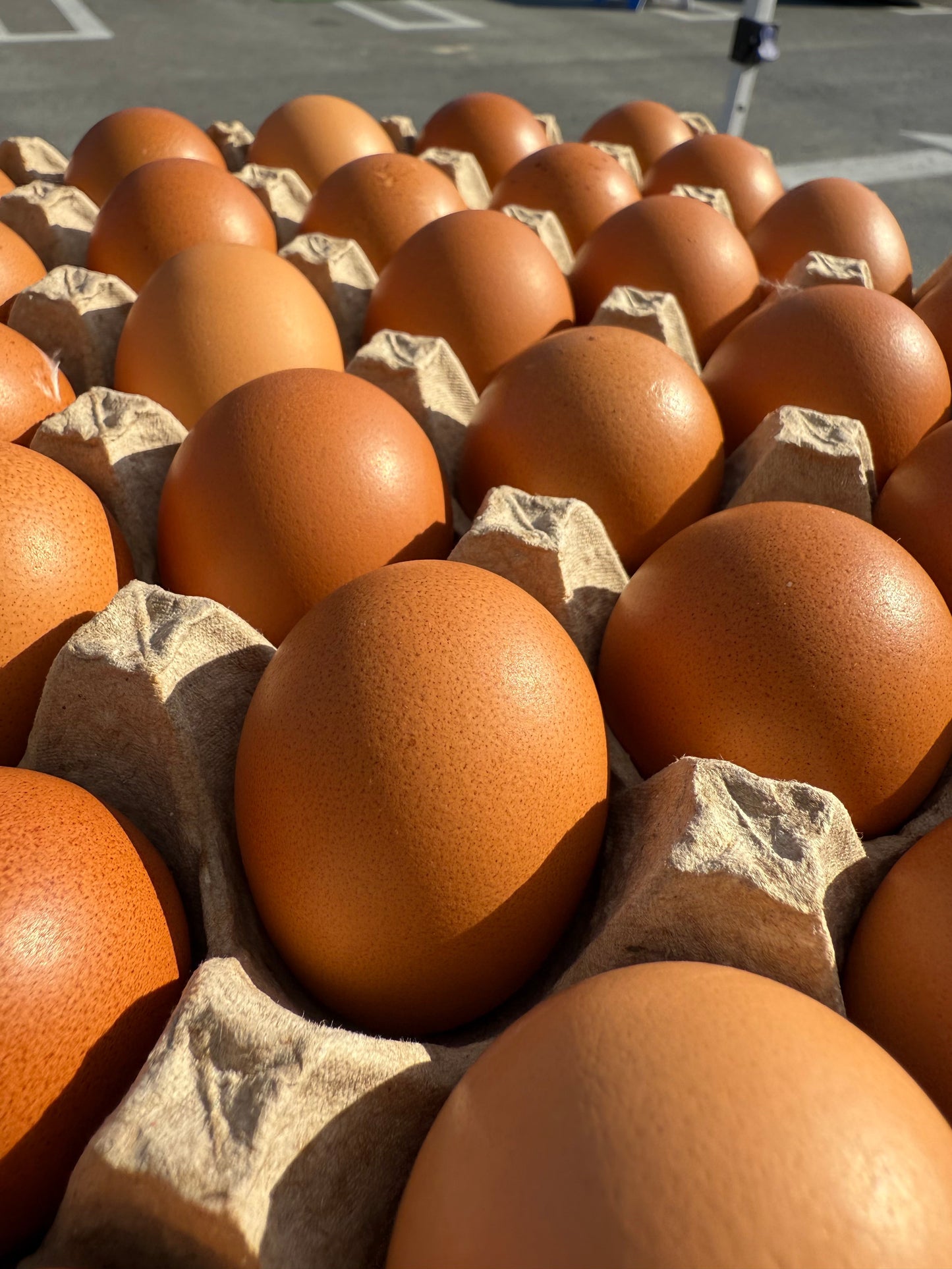Free Range eggs-Jumbo