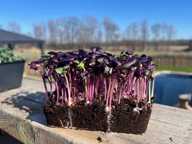 Live Microgreens - Red Radish