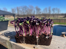 Live Microgreens - Red Radish