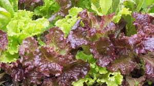 Loose Leaf Lettuce