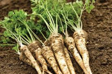 Parsley Root