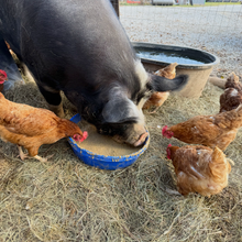 Jumbo Free Range Eggs