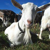 River's Edge Pastured Goat Milk- 1L