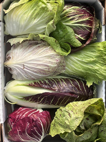 Organic -  Radicchio - 3 Pack Mixed