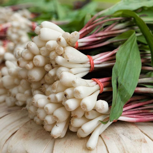 Ramps (Wild Leeks)