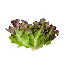 Red Oakleaf Head Lettuce