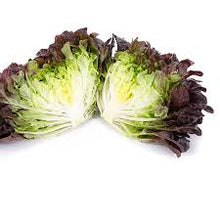 Red Oakleaf Head Lettuce