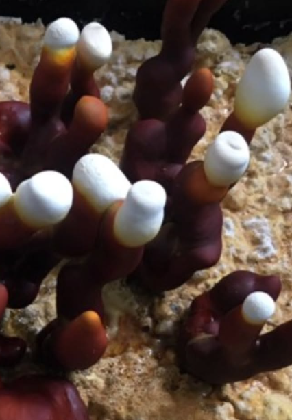 Dual extract Reishi Mushroom Tincture