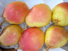 Organic Pears - Sundowner - 3Lb