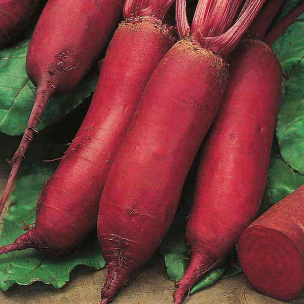 Torpedo Beets