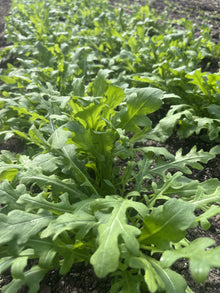 Baby Wild Arugula